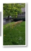 Water of Leith
