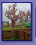 nochmehr Frhling - unser Baum
