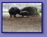 Edinburgh Zoo