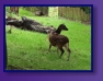 Edinburgh Zoo
