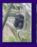 Edinburgh Zoo