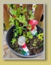 Ribisel im Garten