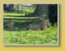 Safari Park - Blair Drummond
