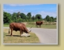 Safari Park - Blair Drummond