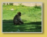 Safari Park - Blair Drummond