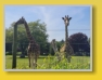 Safari Park - Blair Drummond