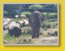 Safari Park - Blair Drummond