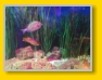 Orlando Icon Park : Sea Life