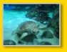 Orlando Icon Park : Sea Life