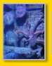 Orlando Icon Park : Sea Life