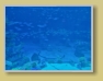 WDW - Epcot- ein "hidden"/versteckter Mickey im Aquarium