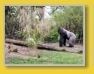 WDW - Animal Kingdom