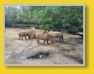 WDW - Animal Kingdom - Safari