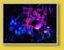 WDW - Animal Kingdom - Pandora
