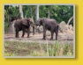 WDW - Animal Kingdom - Safari