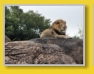 WDW - Animal Kingdom - Safari