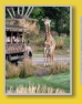 WDW - Animal Kingdom - Safari