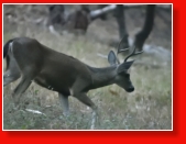 Wildlife auf Angel Island